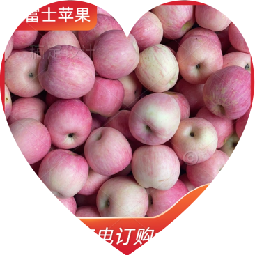 山东红富士苹果