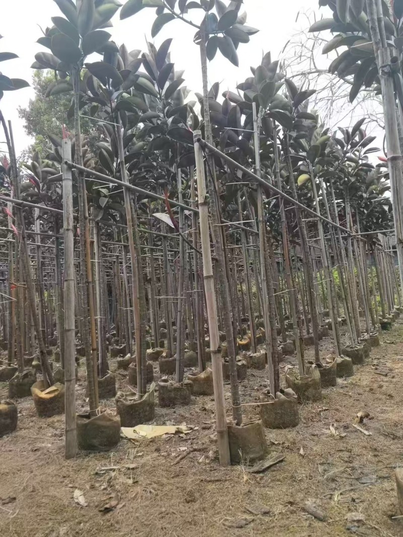 黑金橡胶榕