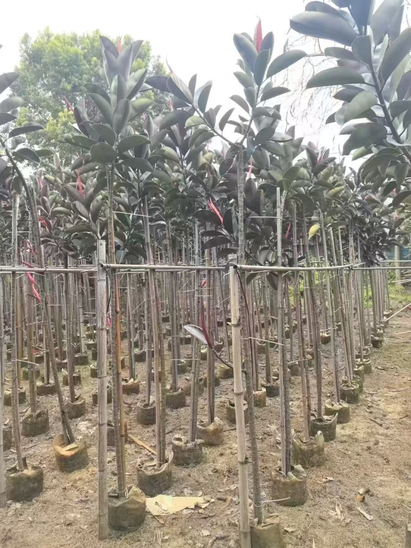 黑金橡胶榕