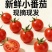 釜山88圣女果，电商一件代发，商超合作