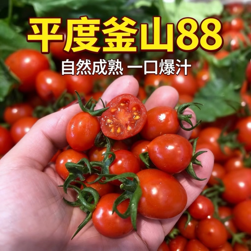 釜山88圣女果，电商一件代发，商超合作