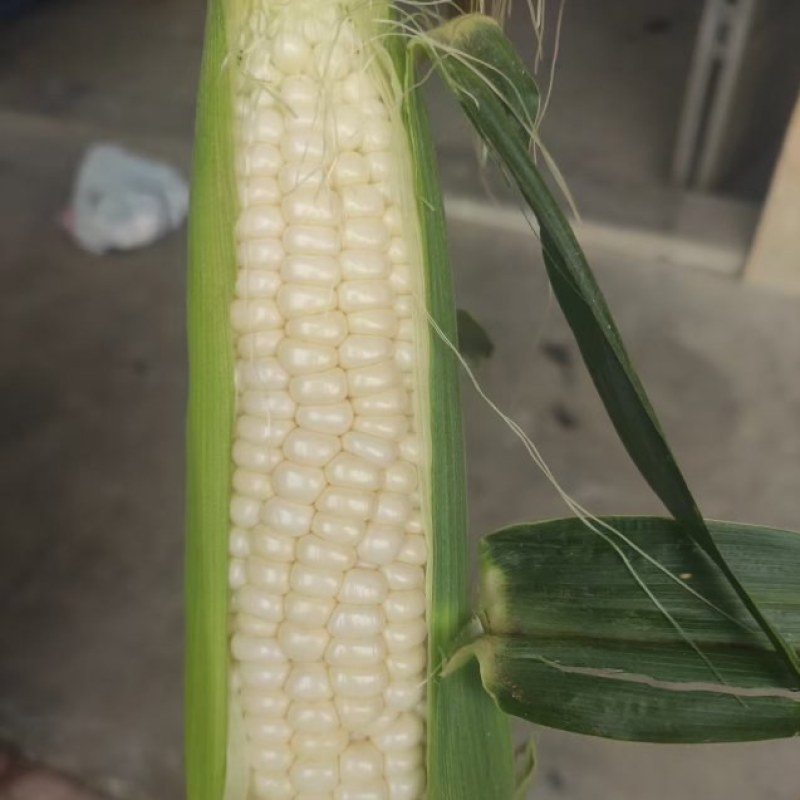 牛奶水果玉米