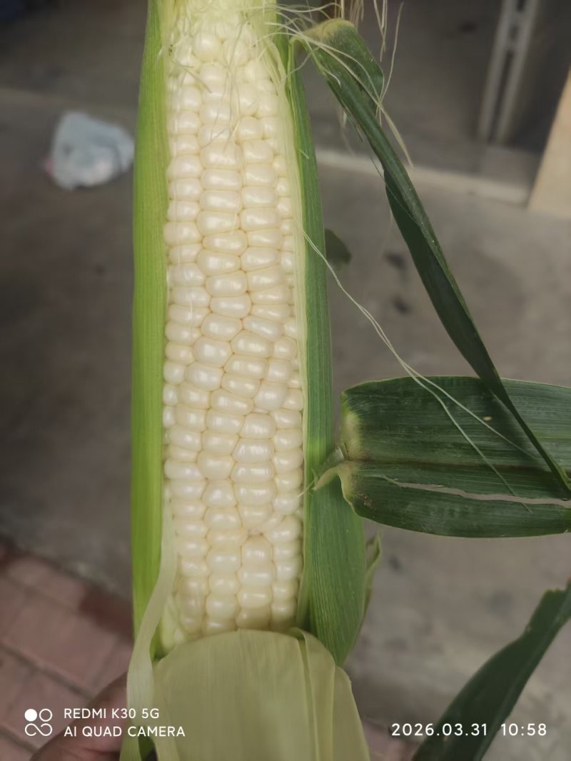 牛奶水果玉米