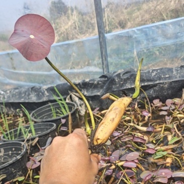 大型观赏荷花种藕。基地直发，量大从优。庭院。阳台工程造景
