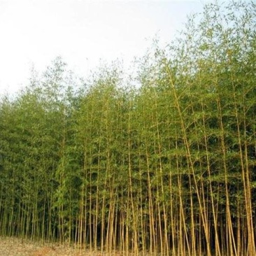 大量常年供应四季青毛竹现挖现发货源充足