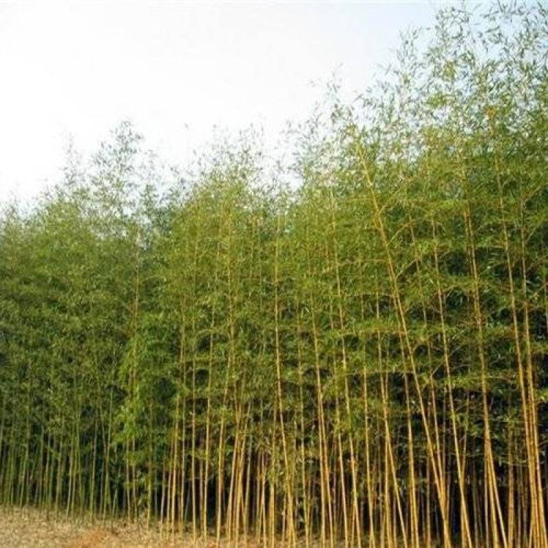 大量常年供应四季青毛竹现挖现发货源充足