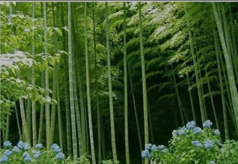 大量常年供应四季青毛竹现挖现发货源充足