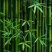 大量常年供应四季青毛竹现挖现发货源充足