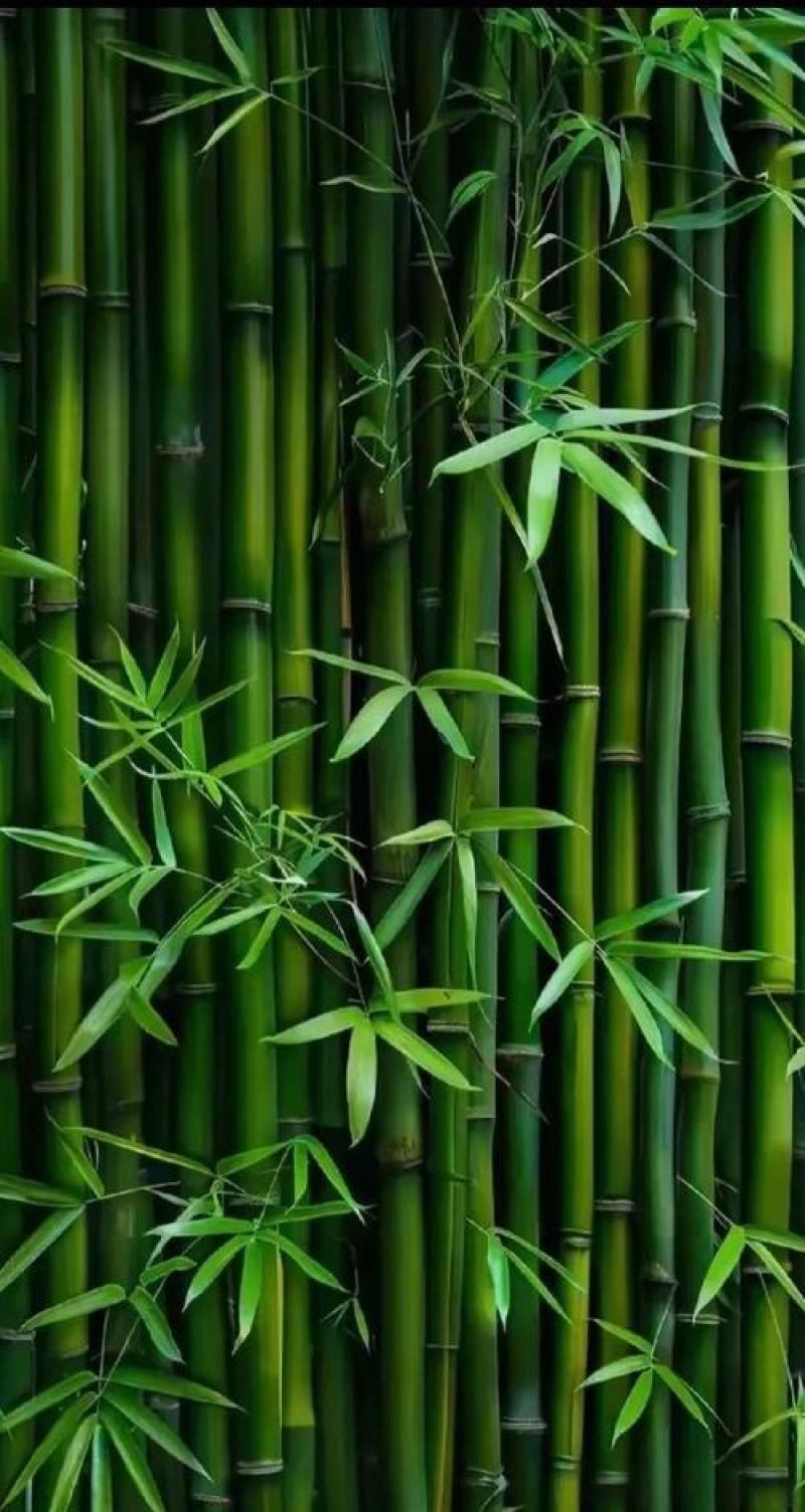 大量常年供应四季青毛竹现挖现发货源充足