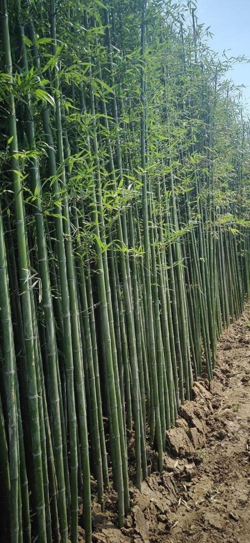 大量常年供应四季青毛竹现挖现发货源充足