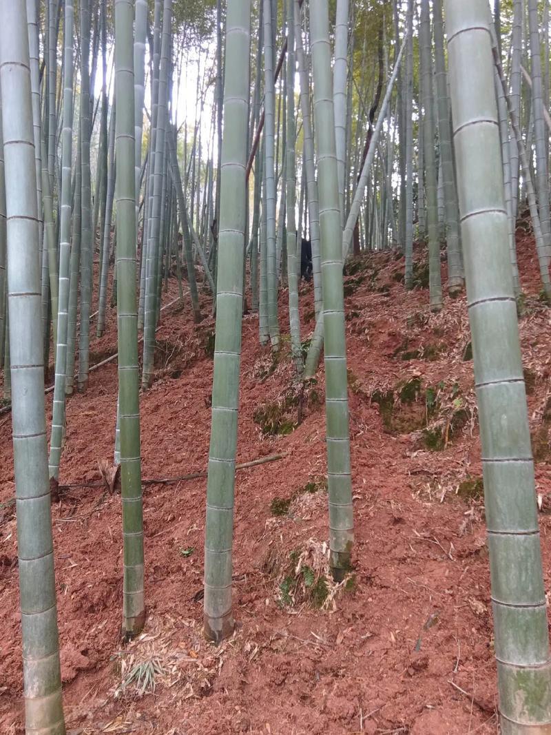 常年供应果撑，果叉，竹丁，果丁，Y果树专用可按要求定做