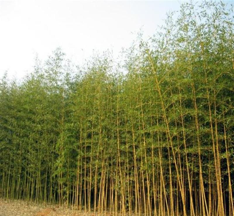 常年供应果撑，果叉，竹丁，果丁，Y果树专用可按要求定做