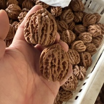 河北麻核桃