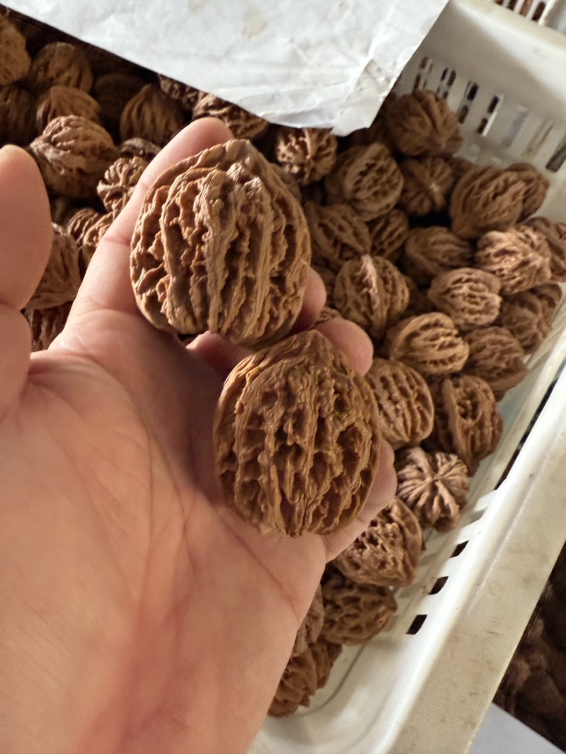 河北麻核桃