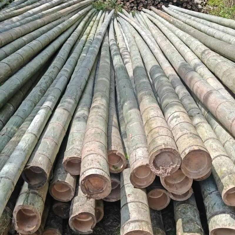 河南南阳毛竹4米之5米以上粗细可按要求