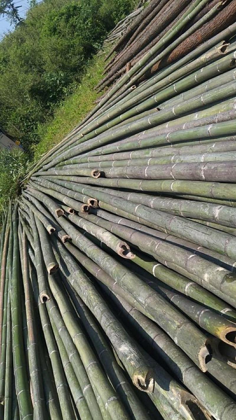 河南南阳毛竹4米之5米以上粗细可按要求
