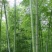 河南南阳毛竹4米之5米以上粗细可按要求