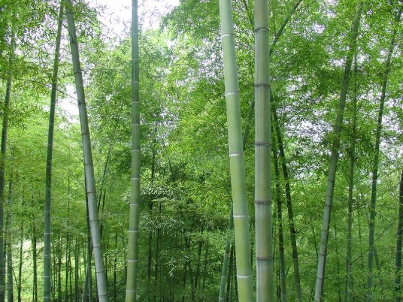 河南南阳毛竹4米之5米以上粗细可按要求