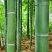 河南南阳毛竹4米之5米以上粗细可按要求