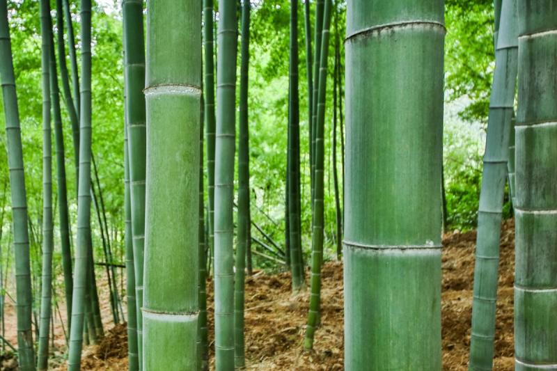 河南南阳毛竹4米之5米以上粗细可按要求