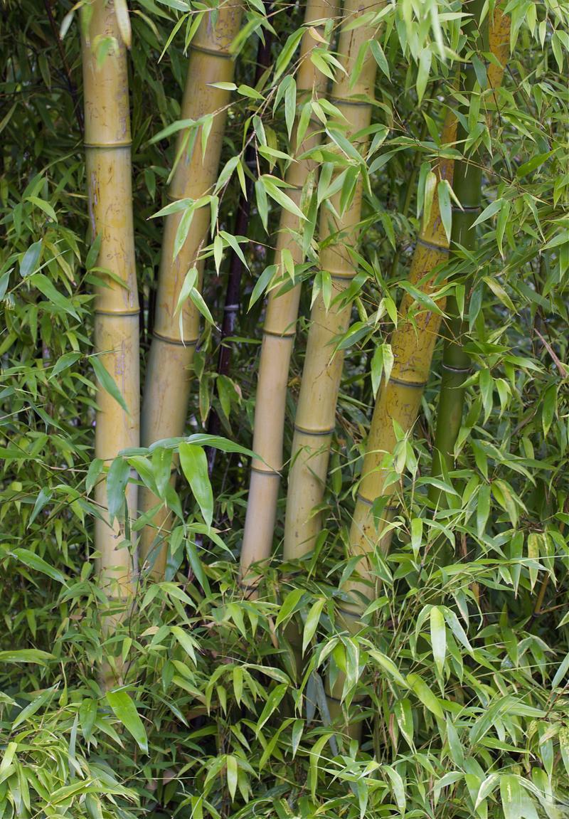 河南南阳毛竹4米之5米以上粗细可按要求