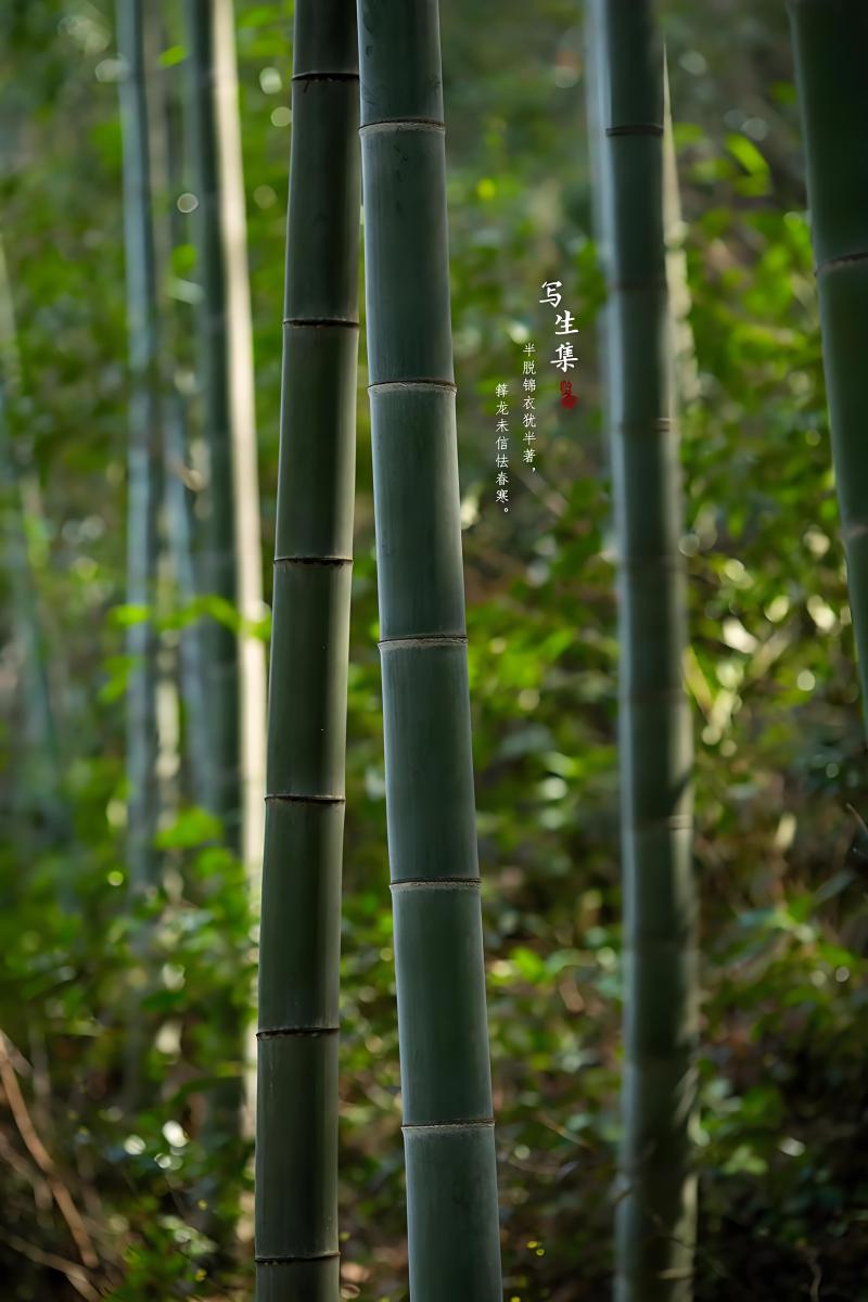 河南南阳毛竹4米之5米以上粗细可按要求