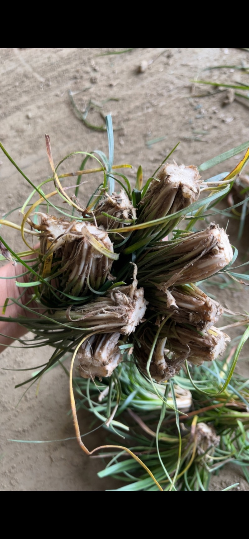 麦冬种苗，量大从优，发全国各地的客商，欢迎联系