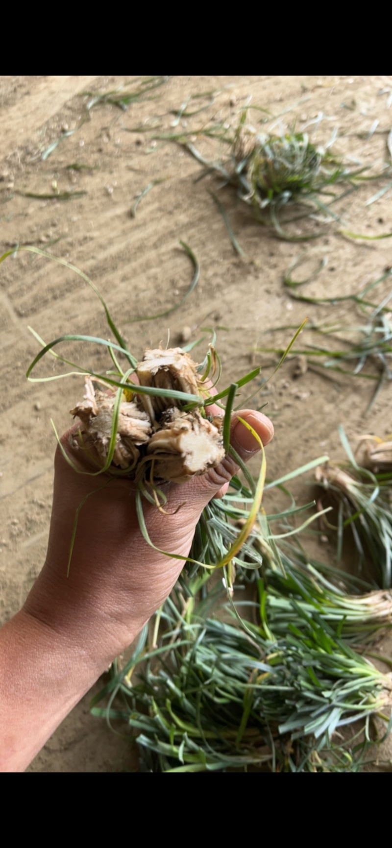 麦冬种苗，量大从优，发全国各地的客商，欢迎联系