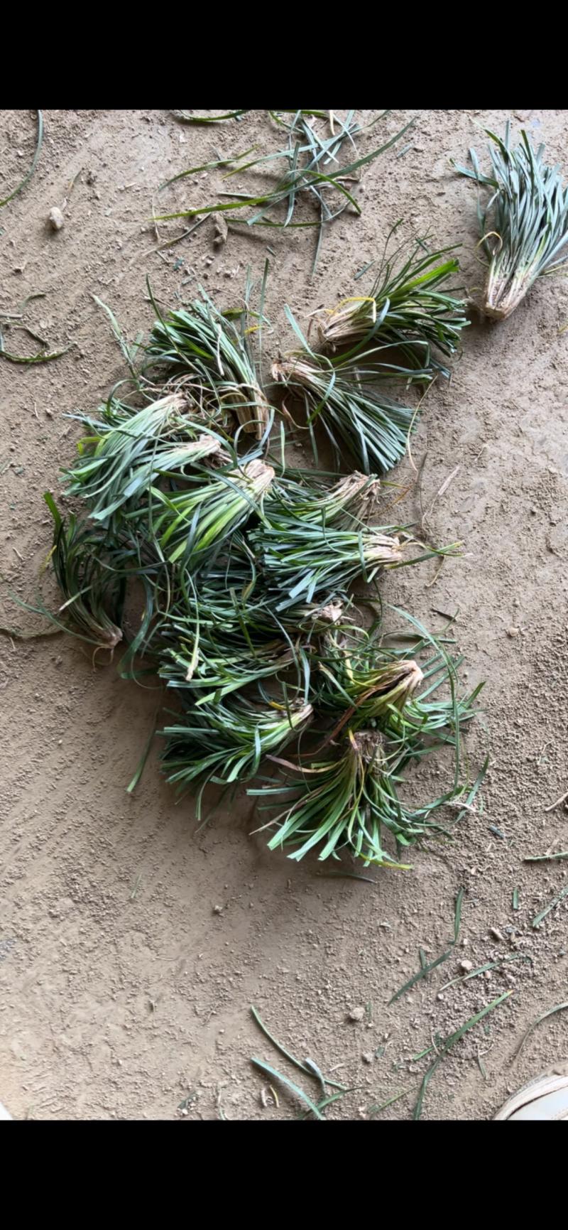 麦冬种苗，量大从优，发全国各地的客商，欢迎联系