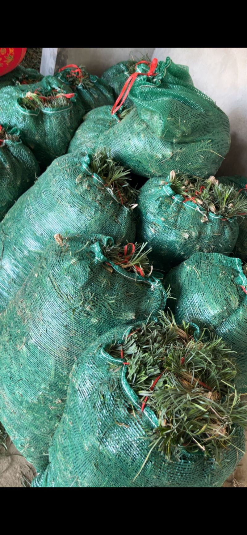 麦冬种苗，量大从优，发全国各地的客商，欢迎联系