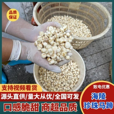 珍珠马蹄新鲜上市，产地直发，保质保量，量大从优，欢迎咨询