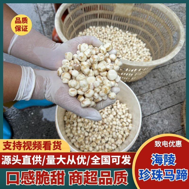 珍珠马蹄新鲜上市，产地直发，保质保量，量大从优，欢迎咨询