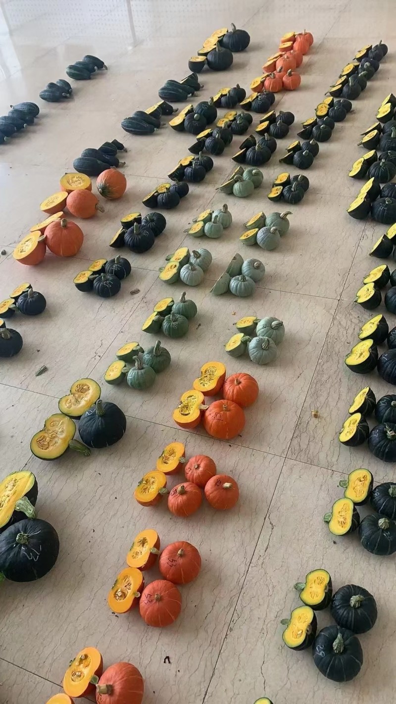 广东贝贝南瓜新鲜上市价格美丽对接全国量大从优欢迎询价热卖