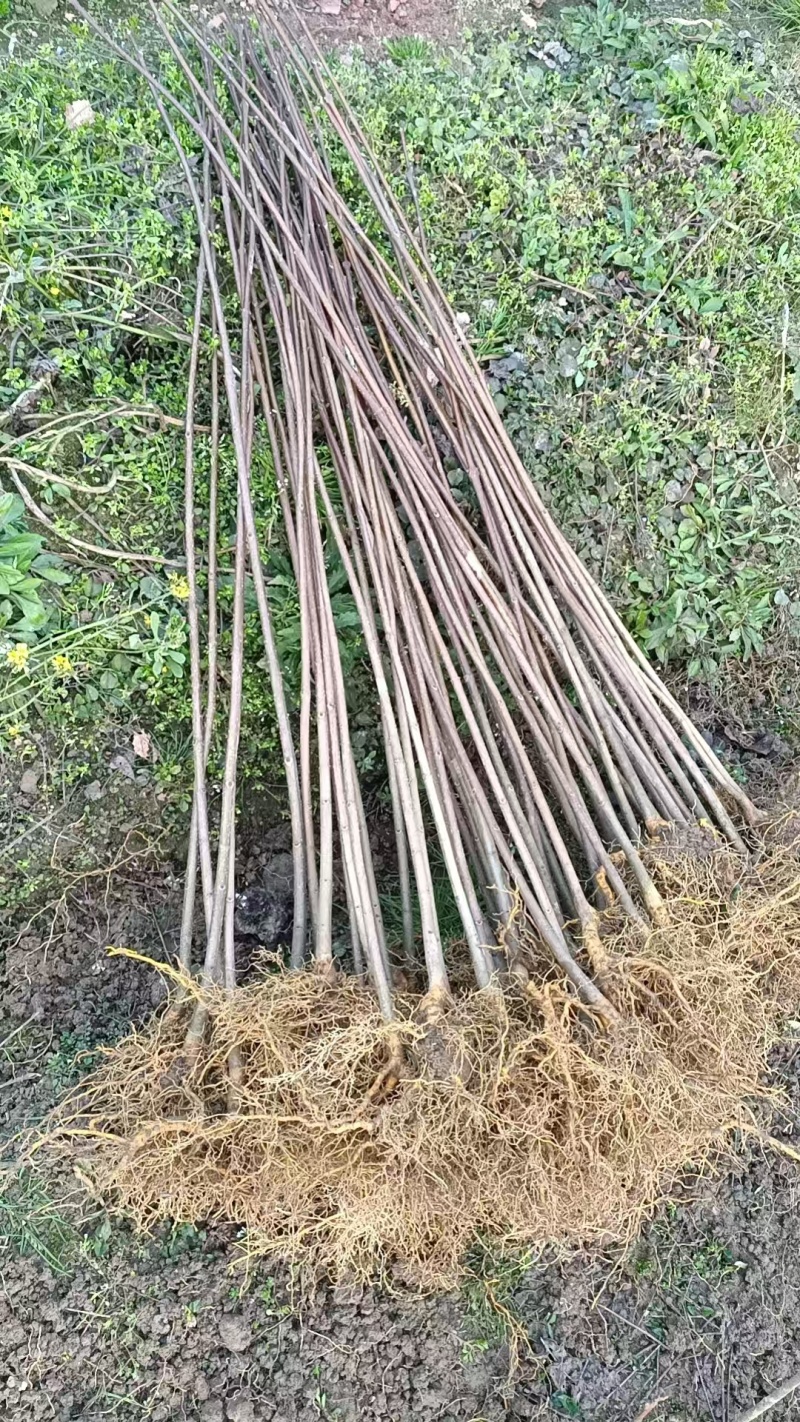 清场苗根系发达，50-80公分，便宜处理，欢迎选购