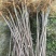 清场苗根系发达，50-80公分，便宜处理，欢迎选购
