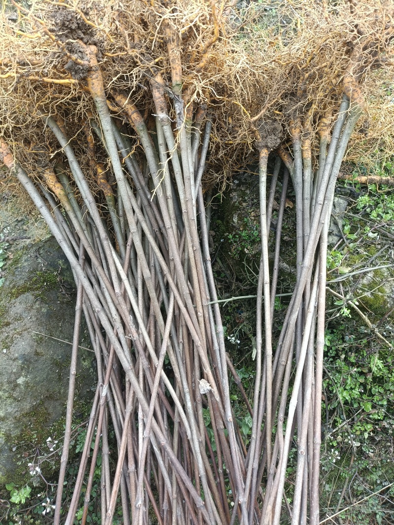 清场苗根系发达，50-80公分，便宜处理，欢迎选购