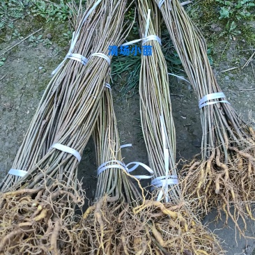 清场苗根系发达，50-80公分，便宜处理，欢迎选购