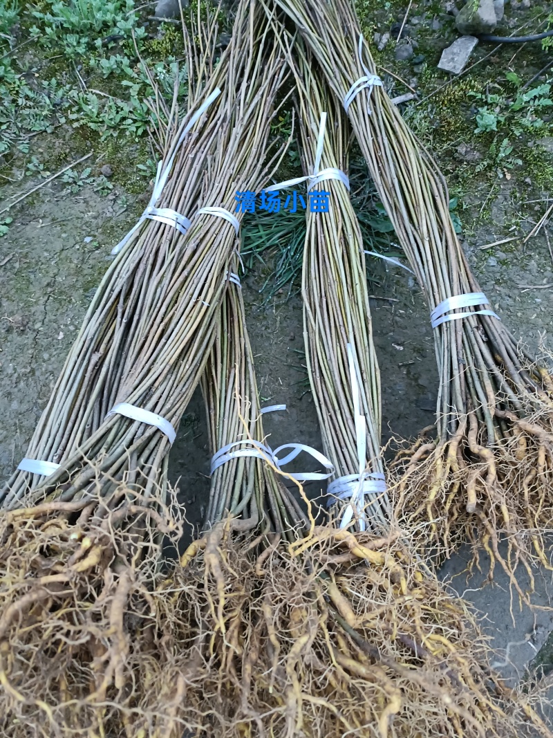清场苗根系发达，50-80公分，便宜处理，欢迎选购