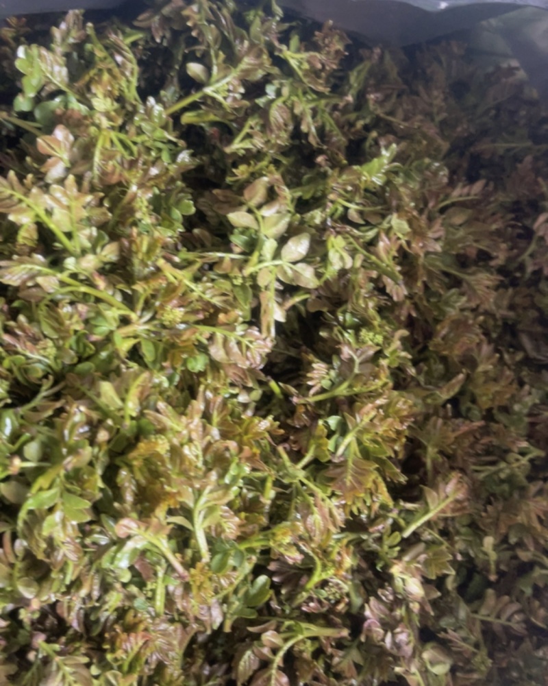 花花椒芽。