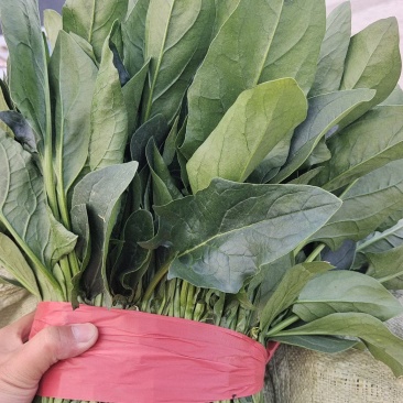 单县陆地菠菜大量上市，价格毛毛钱。一毛五～三毛