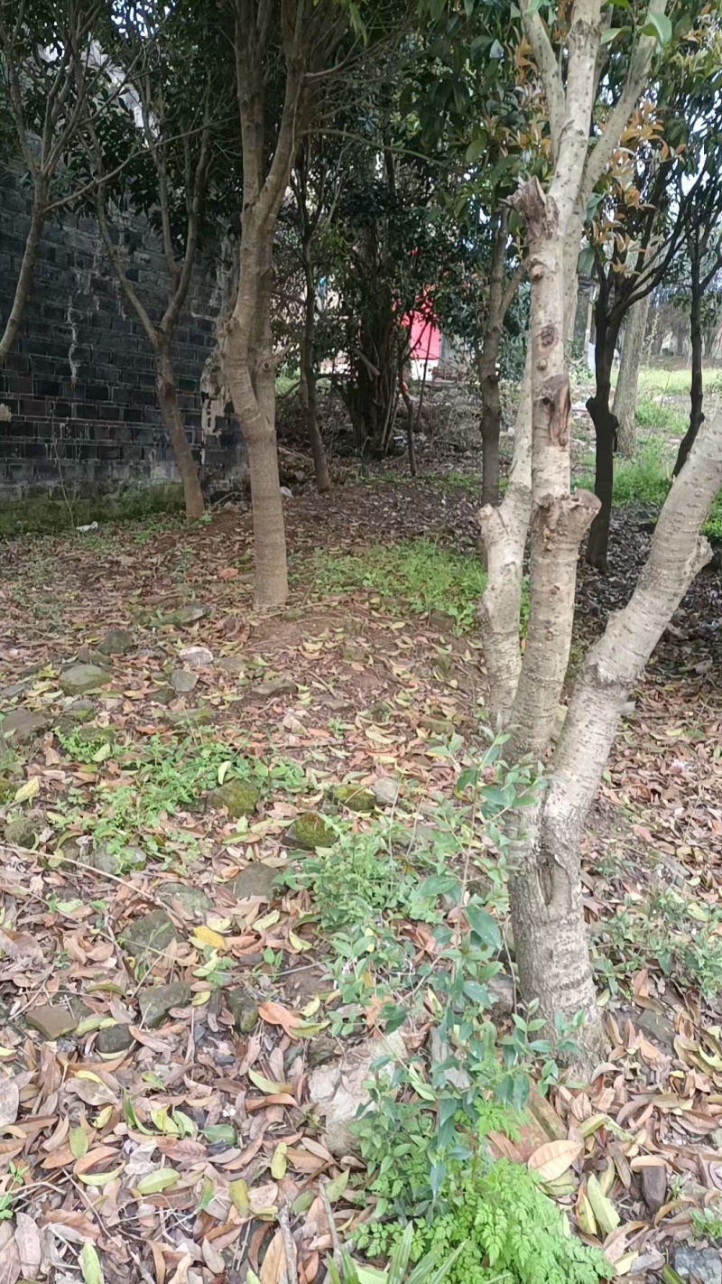 湖北襄阳桂花树