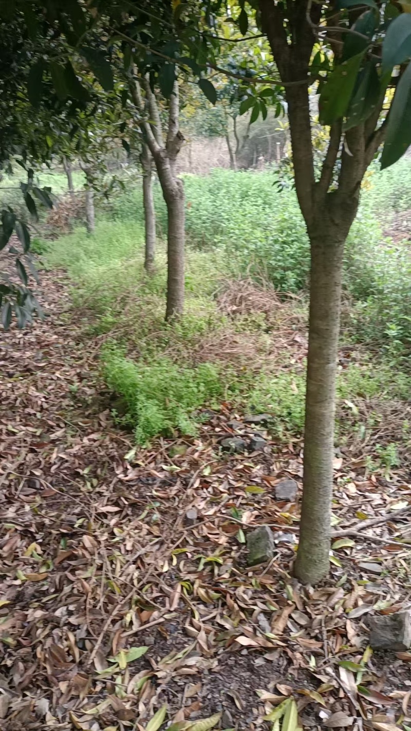 湖北襄阳桂花树