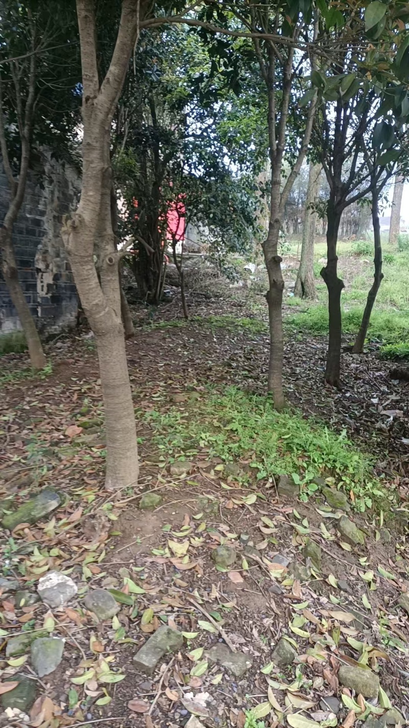 湖北襄阳桂花树