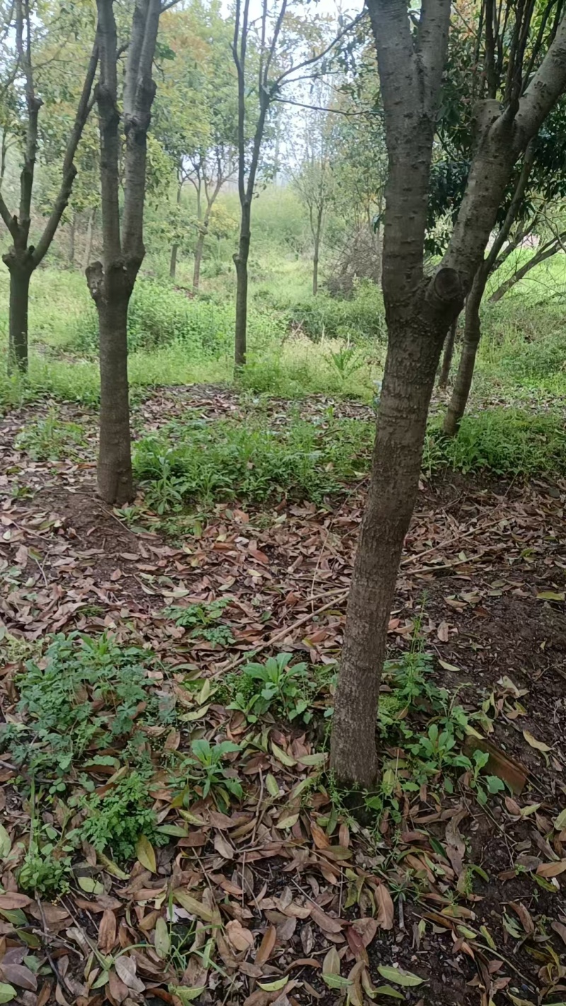 湖北襄阳桂花树