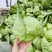 圆包菜陕西莲花白产地直供质量有保证货源充足全国