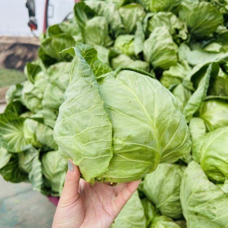 圆包菜陕西莲花白产地直供质量有保证货源充足全国
