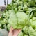 圆包菜陕西莲花白产地直供质量有保证货源充足全国