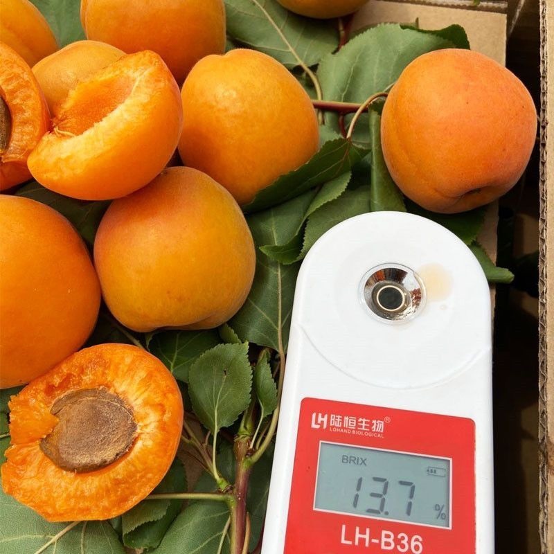 金太阳杏陕西产区金太阳杏大量上市产地直销欢迎考察订购
