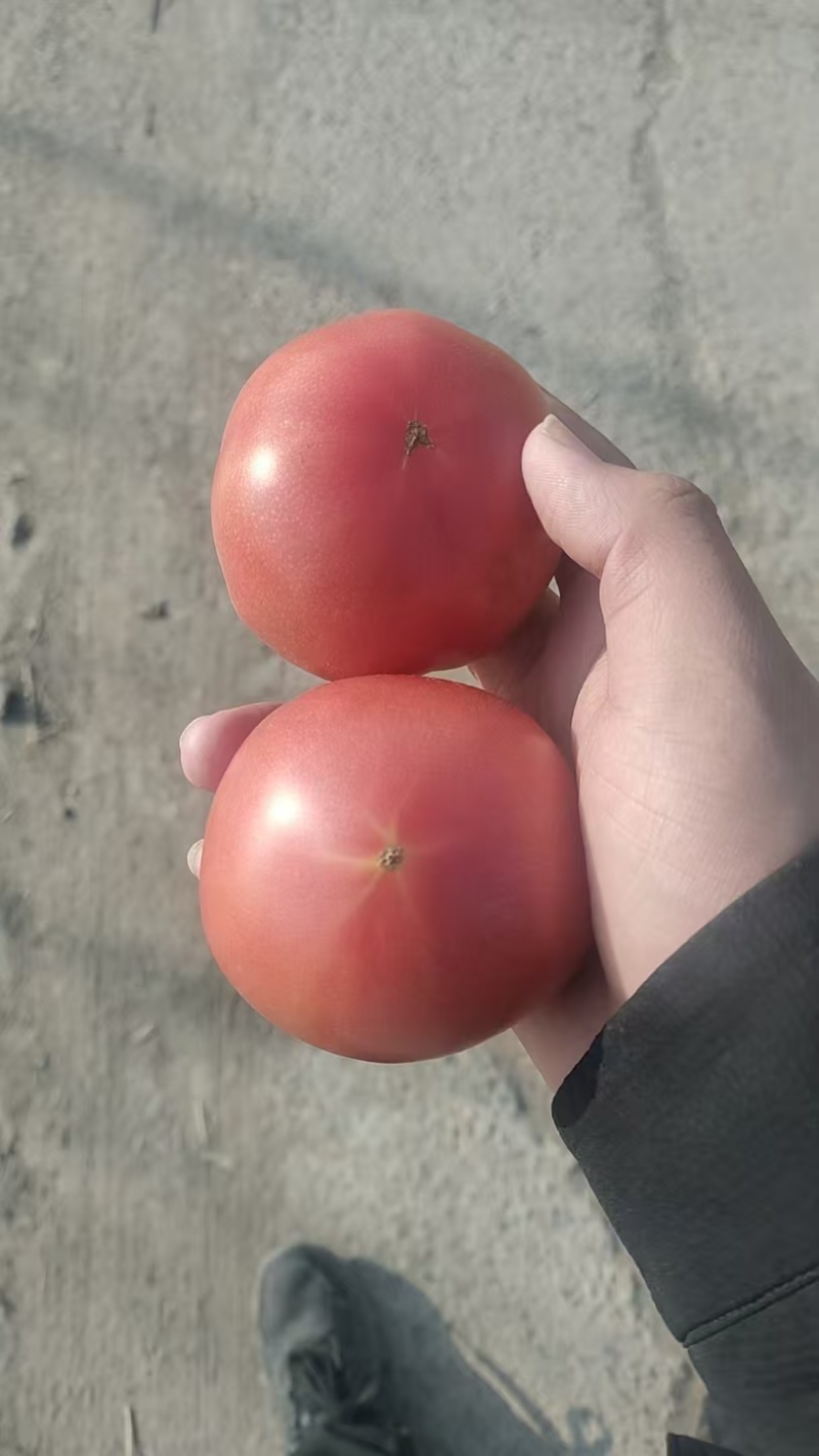 大量普罗旺斯西红柿