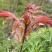 香椿芽